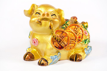 Golden Pig