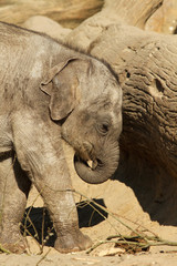 Baby elephant pushing against a log