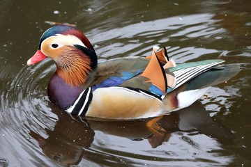 Mandarin Duck