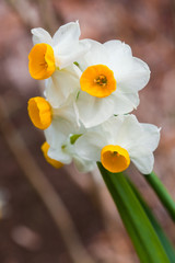 Fototapeta premium flower(Narcissus)_05
