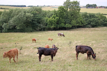 Naklejka na ściany i meble many cows in field
