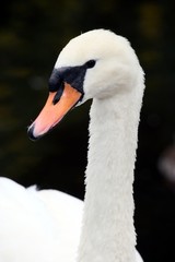 Mute Swan