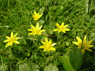 bouton d'or au soleil