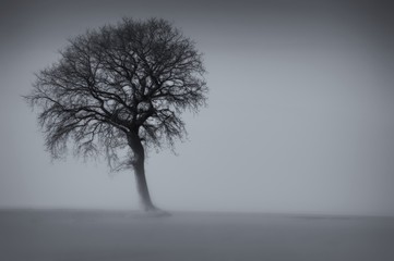 arbre solitaire