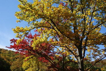 Fototapeta premium Autumn Trees