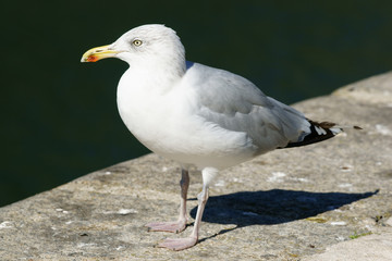 mouette en Bretagne
