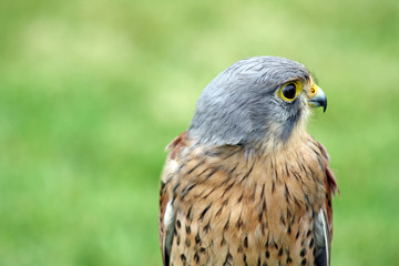bird of prey  12