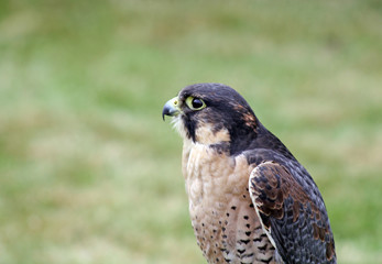 bird of prey  11