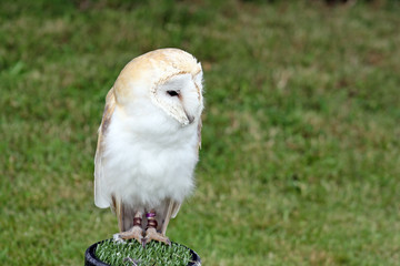 owl 3