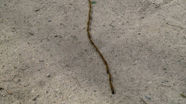 Chenilles processionnaires en file, en rang