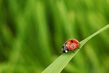 Fototapeta premium ladybug on grass
