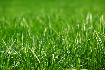 green grass