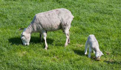 Obraz na płótnie Canvas Sheep with her lamb