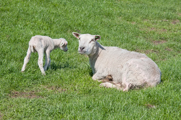Sheep with her lamb