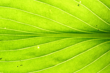 green leaf vein