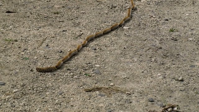 Chenilles processionnaires en file, en rang