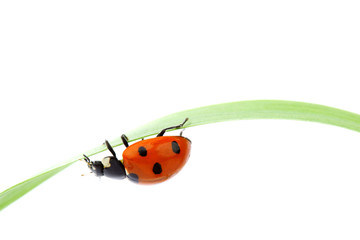 ladybug on grass © yellowj