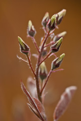 Bl&uuml;tenst&auml;nde der Felsenbirne, Amelanchier