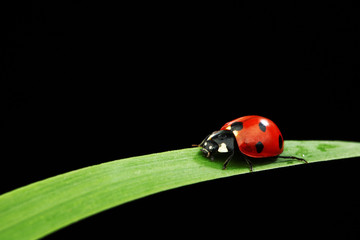 ladybug on grass