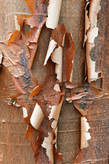 Bark detail of the Paperbark Maple tree, Acer griseum © alessandrozocc