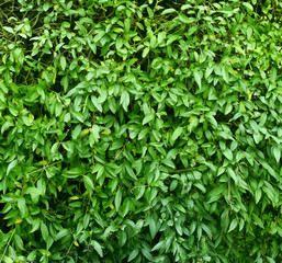 Fototapeta na wymiar foliage background