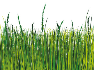 Fototapeta premium Grass. Vector illustration. EPS10