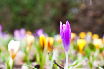 Spring crocus in a meadow