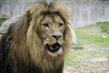 Lion