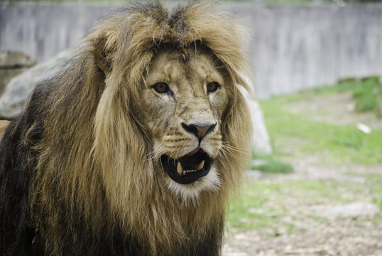 Lion
