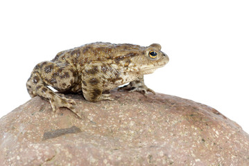 toad