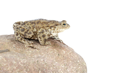 toad