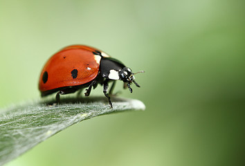 Coccinelle