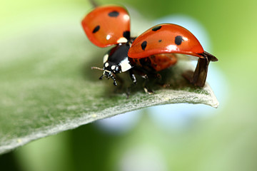 Coccinelle s'envole