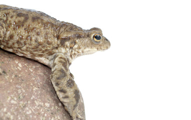 toad