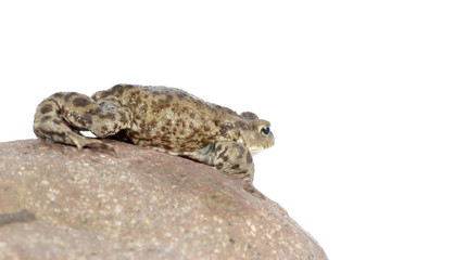 toad