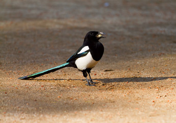 Magpie