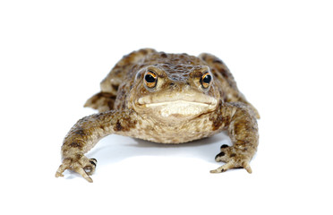 Fototapeta premium toad