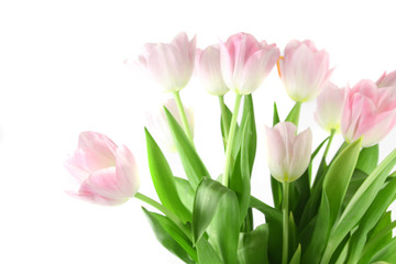 tulipa (liliaceae)
