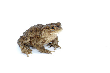 toad