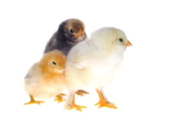 Pollitos aislados sobre fondo blancp.