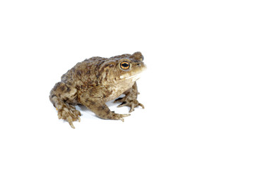 toad
