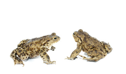toad