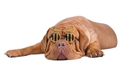 American dream. Dog with sunglasses with american dollar sign