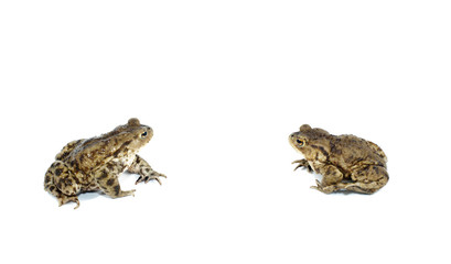 toad