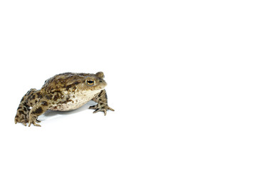 toad