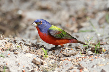 Painted Bunting (Passerina ciris)