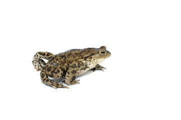 toad