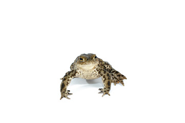 toad