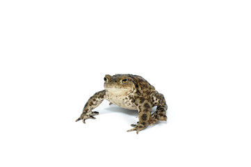 toad