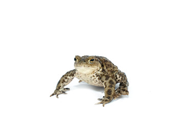 Fototapeta premium ropucha